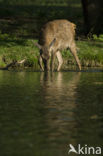 Red Deer (Cervus elaphus)