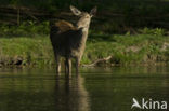 Red Deer (Cervus elaphus)