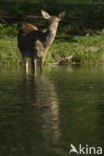 Red Deer (Cervus elaphus)