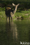 Red Deer (Cervus elaphus)