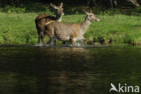 Red Deer (Cervus elaphus)