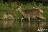 Red Deer (Cervus elaphus)