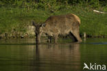 Red Deer (Cervus elaphus)