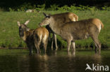 Red Deer (Cervus elaphus)