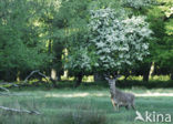 Red Deer (Cervus elaphus)