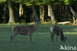 Red Deer (Cervus elaphus)