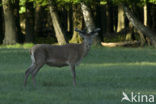 Red Deer (Cervus elaphus)