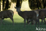 Red Deer (Cervus elaphus)