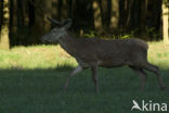 Red Deer (Cervus elaphus)