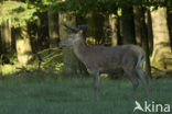 Red Deer (Cervus elaphus)