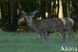 Red Deer (Cervus elaphus)