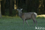 Red Deer (Cervus elaphus)