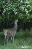 Red Deer (Cervus elaphus)