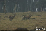 Red Deer (Cervus elaphus)