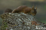 Red Squirrel (Sciurus vulgaris)