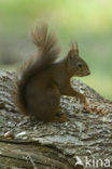 Red Squirrel (Sciurus vulgaris)