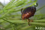 Hyphydrus ovatus