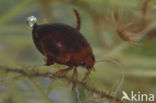 Hyphydrus ovatus