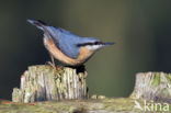 Eurasian Nuthatch (Sitta europaea)