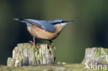 Eurasian Nuthatch (Sitta europaea)