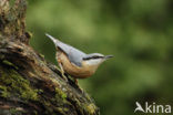 Europese Boomklever (Sitta europaea)