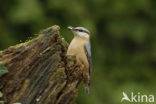 Europese Boomklever (Sitta europaea)