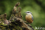 Eurasian Nuthatch (Sitta europaea)