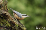 Eurasian Nuthatch (Sitta europaea)