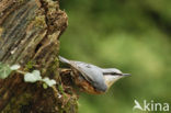 Eurasian Nuthatch (Sitta europaea)