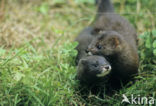 Europese nerts (Mustela lutreola) 