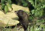 Europese nerts (Mustela lutreola) 