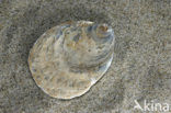 Europese platte oester (Ostrea edulis)