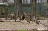 Ring-necked Pheasant (Phasianus colchicus)