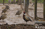 Ring-necked Pheasant (Phasianus colchicus)