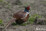 Ring-necked Pheasant (Phasianus colchicus)