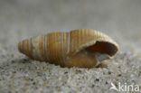 Fuikhoren (Nassarius labiosus)