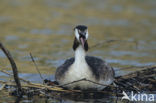 Great Crested Grebe (Podiceps cristatus)