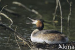 Great Crested Grebe (Podiceps cristatus)