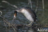 Great Crested Grebe (Podiceps cristatus)