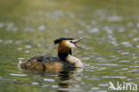 Great Crested Grebe (Podiceps cristatus)