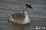 Great Crested Grebe (Podiceps cristatus)