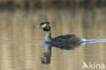 Great Crested Grebe (Podiceps cristatus)