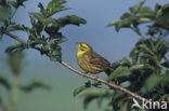 Geelgors (Emberiza citrinella)