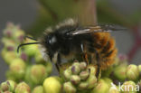 Gehoornde metselbij (Osmia cornuta) 