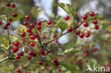 Guelder Rose