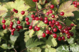 Gelderse roos (Viburnum opulus)