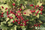 Gelderse roos (Viburnum opulus)