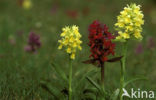 Yellow Elder-flowered Orchid (Dactylorhiza sambucina)