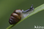 Chrysalis Snail (Lauria cylindracea)