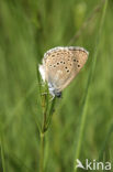 Gentiaanblauwtje (Maculinea alcon) 